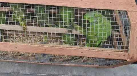 Nigeria Customs Service Caged green birds
