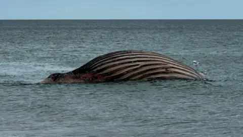 A dead whale in the sea
