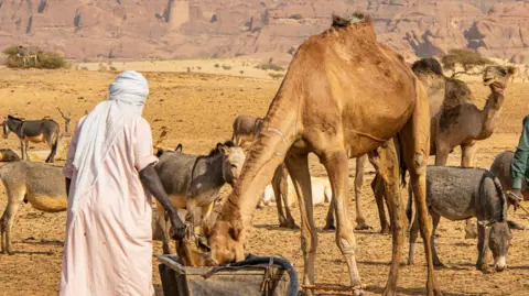 Getty Images A herder wearing a turban and light gown with his back to the camera at a water well, along with several camels and donkeys 