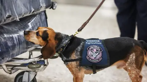 Getty Images A beagle with a vest sniffs luggage