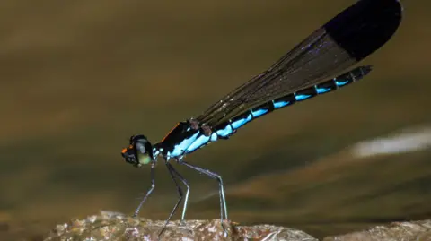 Chatur Ullu Lab Myristica sapphire is a damselfly species that's endemic to the Western Ghats