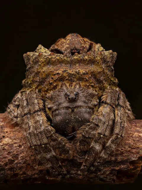 Artur Tomaszek / Wildlife Photographer of the Year A spider with a rough, bark-like texture sits motionless on a branch. Its body blends closely with the wood, making it difficult to distinguish where the spider ends and the bark begins.
