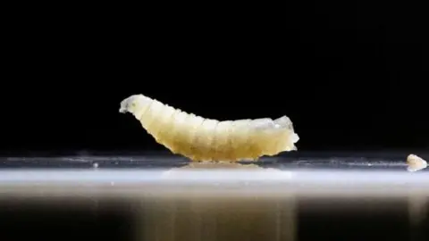 Reuters A larvae with a black background