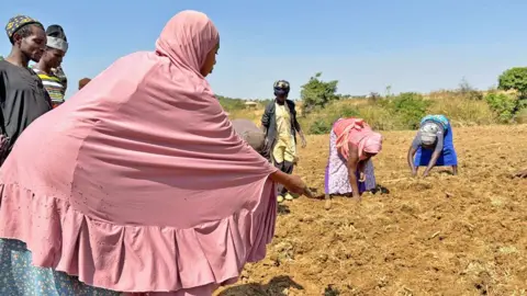 BBC/Alex Last In a ploughed field, several people, including a woman wearing a pink robe, help plant seed potatoes at a farm in Plateau state.