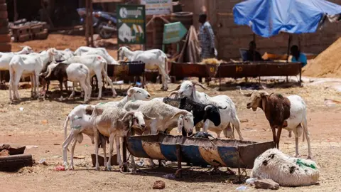 AFP via Getty Images A flock of sheep eats at an improvised sheep market ahead of the Muslim festival of Eid ul-Adha14 May, 2026