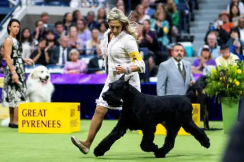 Reuters Monty, a Giant Schnauzer from Ocean City, New Jersey, wins the Working Group during the 148th Westminster Kennel Club Dog Show at the USTA Billie Jean King National Tennis Center, in New York City, New York, U.S., May 14, 2024.
