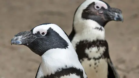 Getty Images A close-up of two African penguins looking away from each other in Namibia