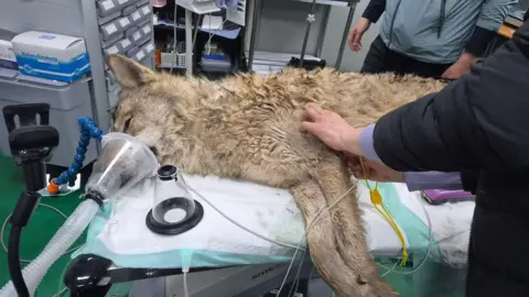 Daejeon City A wolf lying on an operating table, apparently sedated. 