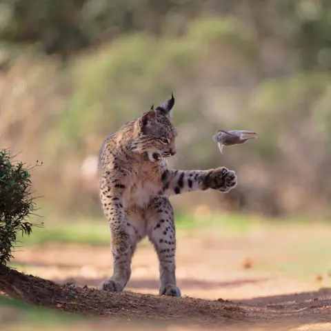 Josef Stefan / Wildlife Photographer of the Year A lynx stands upright on its hind legs on a dirt path, one paw raised as it bats a small rodent into the air. The background is softly blurred, focusing attention on the mid-action moment.