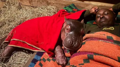 Sheldrick Wildlife Trust/X A baby hippo lies beside a man, the hippo covered with a red blanket and man wrapped in an orange blanket with green and purple patterns.