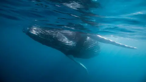 Reinhard Dirscherl/ullstein bild via Getty Images A humpback whale is seen just under the surface of blue ocean water in Mexico.