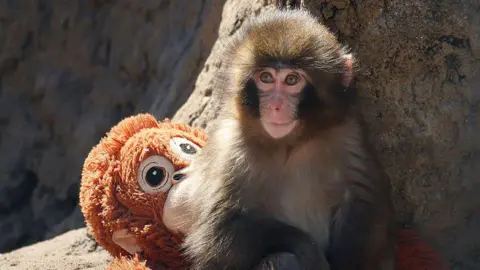 Getty Images Punch, a young male macaque monkey, is seen sitting next to a stuffed orangutan toy within his enclosure in Japan