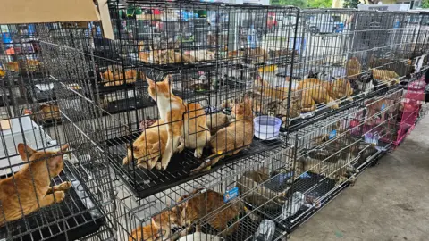 Phuong Pham / Humane World for Animals Viet Nam Dozens of cats in cages seized by police in Ho Chi Minh City in Viet Nam cat meat trade bust