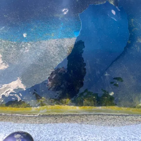 Davey Hearn The peeling paint in the green pool