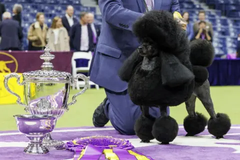 EPA Sage the Miniature Poodle, winner of Best In Show, poses for photographers during the 148th annual Westminster Kennel Club Dog Show being held at the USTA Billie Jean King National Tennis Center in Flushing Meadows in the Queens borough of New York, New York, USA, 14 May 2024.