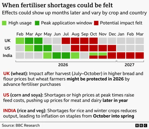 Chart titled “When fertiliser shortages could be felt,” showing when shortages at peak application times may affect domestic food prices in the UK, US and India. A horizontal timeline runs from February 2026 to March 2027, with rows for the UK, US and India. Green blocks indicate high or peak fertiliser use, and red blocks show when impacts are likely to be felt. The UK shows peak fertiliser use in February to April, with potential impacts from July to October. The US shows peak use from March to May, with impacts from August to November. India shows peak use during the monsoon from June to August and again in October, with impacts from October through early 2027. Explanatory text notes impacts on UK wheat and bread prices after harvest, higher US feed costs affecting meat and dairy, and inflation in Indian rice and vegetables from autumn into spring.