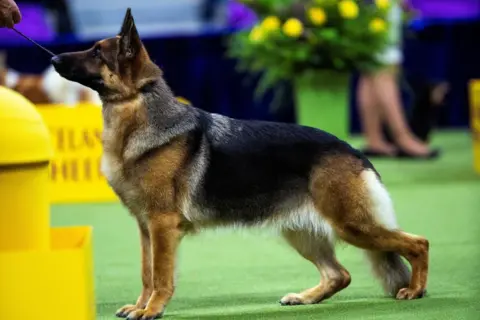 Reuters Mercedes, a German Shepherd from Bethesda, Maryland, competes in the Herding Group during the 148th Westminster Kennel Club Dog Show at the Billy Jean King United States Tennis Center in New York City, New York, U.S., May 13, 2024.