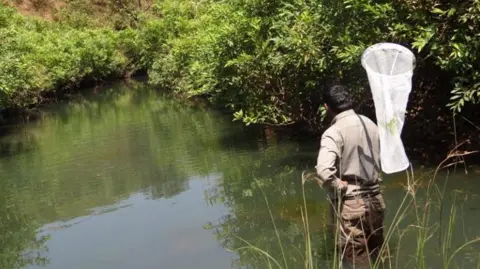Chatur Ullu Lab A researcher wades through a mangrove swamp to spot and catch the insects in the Western Ghats.