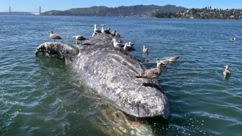 Kathi George / The Marine Mammal Center An adult female dead gray whale is seen floating in San Francisco Bay with birds perched all over it on 17 March 2026, prior to a necropsy, or animal autopsy at Angel Island State Park conducted by experts at The Marine Mammal Center and partners at the California Academy of Sciences. Photo by Kathi George © The Marine Mammal Center, NOAA Permit #26532