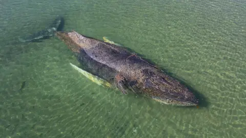 EPA/Sea Shepherd The partially submerged whale shown stranded on a shallow sandbank in Lubeck Bay on 23 March