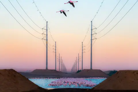 Alexandre Brisson/Wildlife Photographer of the Year A wide, symmetrical landscape shows rows of power lines receding into the distance. Below them, a dense cluster of pink flamingos gathers in shallow water, dwarfed by the towering industrial structures. 