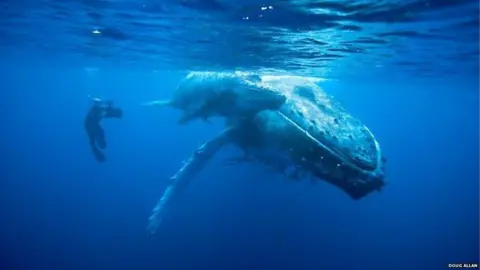 Doug Allan a diver filming a whale