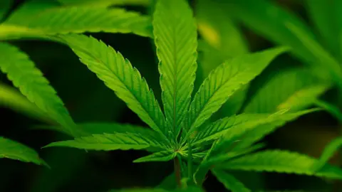 Getty Images A close up of a green leafy marijuana plant