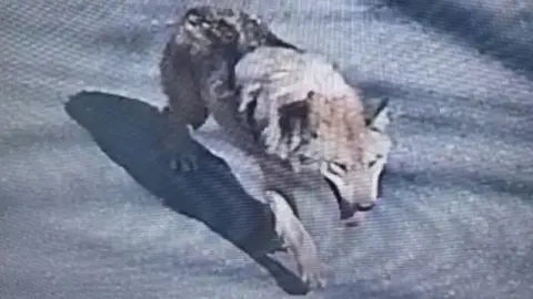 Reuters Footage shows the runaway wolf walking on a road in Daejeon, South Korea