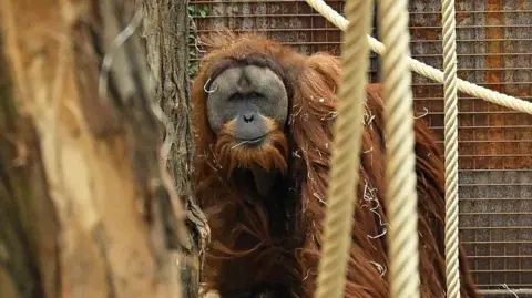 Getty Images A Tapanuli orangutan 