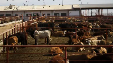 Getty Images Livestock in pens outside