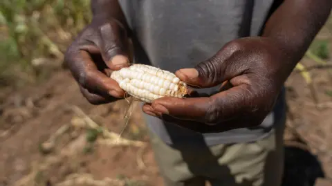 EPA-EFE/REX/Shutterstock A farmer holds a small pale ear of corn, grown on his farm in Zambia, that was affected by drought, driven in part by a previous El Niño event.