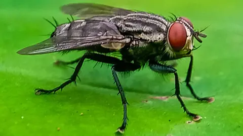 Getty Images A screwworm fly seen in extreme close up, sitting on a leaf