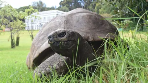 PA Media Jonathan, a large tortoise in grass