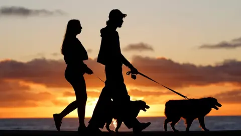 Getty Images A couple walking two dogs in the sunset