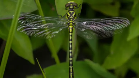 Chatur Ullu Lab Cyclogomphus ypsilon, a species of dragonfly, are classified as 'vulnerable' on the IUCN Red List
