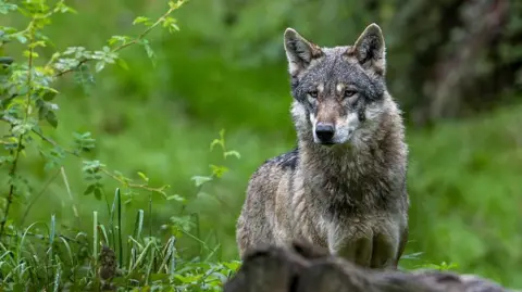 Universal Images Group via Getty Images A wolf in woodland