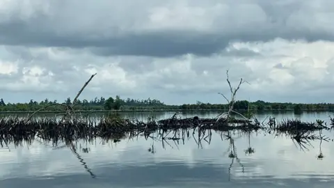 Simi Jolaoso / BBC Soiled mangrove plants on the water sit below a grey sky.