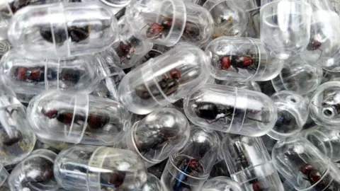 KWS Close-up showing several live ants contained in clear test tubes