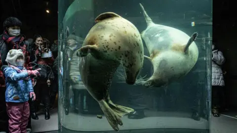 AFP via Getty Images People crowding around a glass pipe with seals swimming inside
