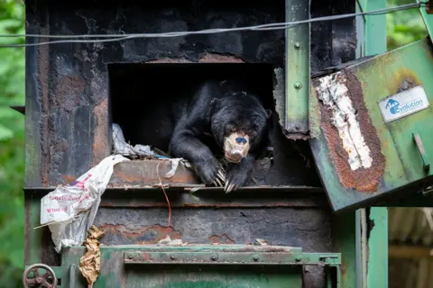 Mogens Trolle/Wildlife Photographer of the Year A small black sun bear leans out from a rusted furnace. A beautiful blue butterfly rests on the bears pale muzzle which contrasts with its dark fur. 