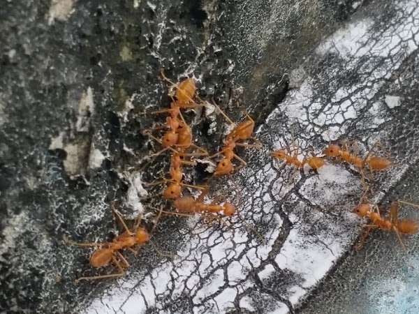 見下文