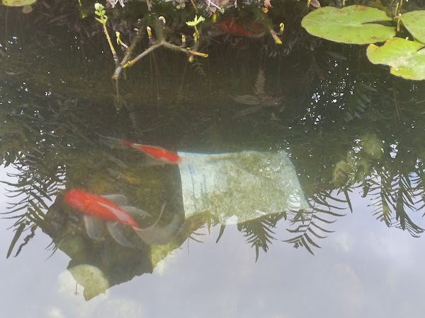 見下文