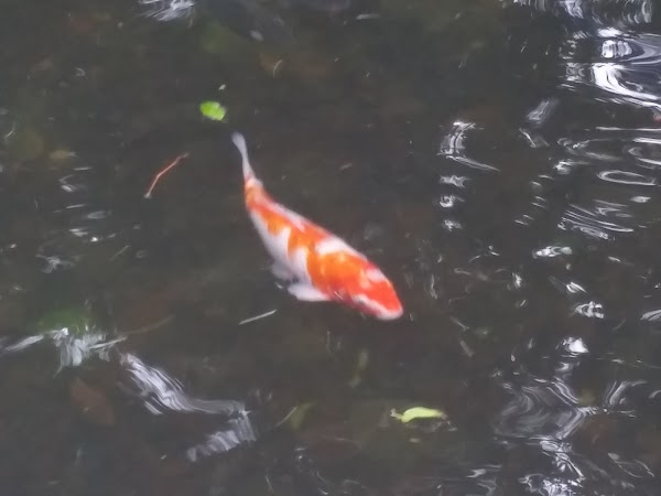 見下文