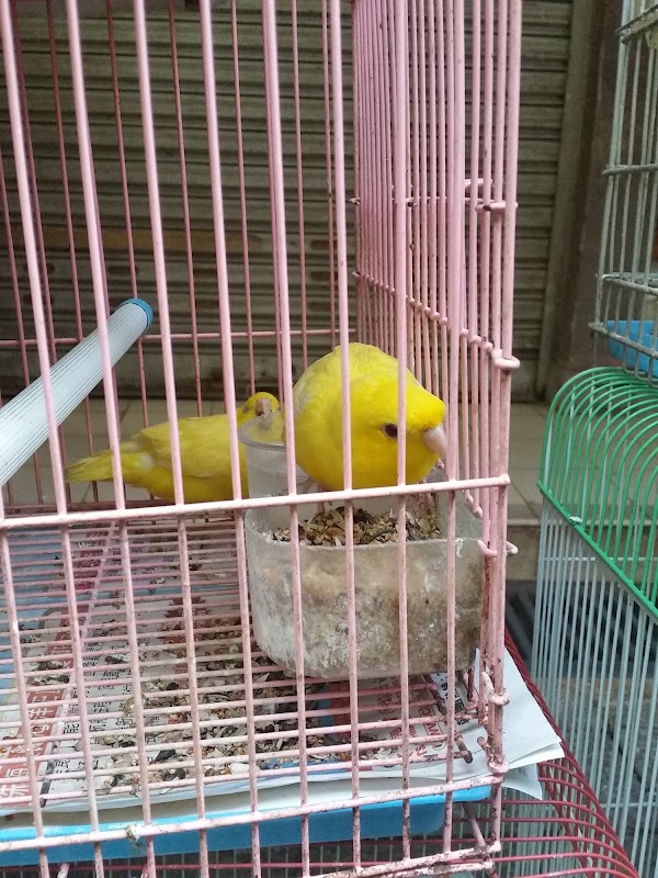 見下文