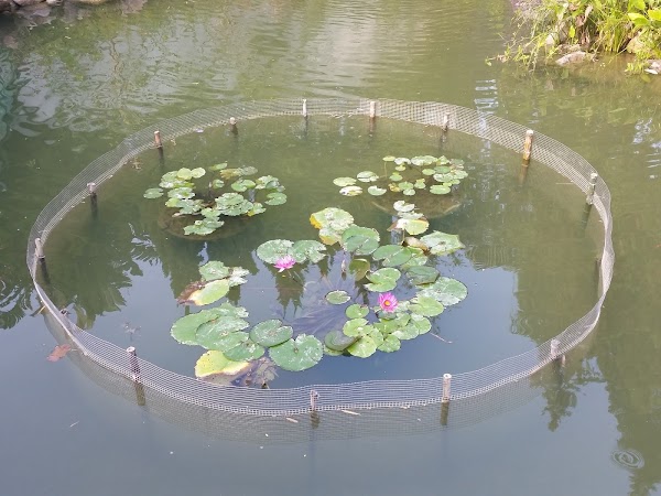 見下文