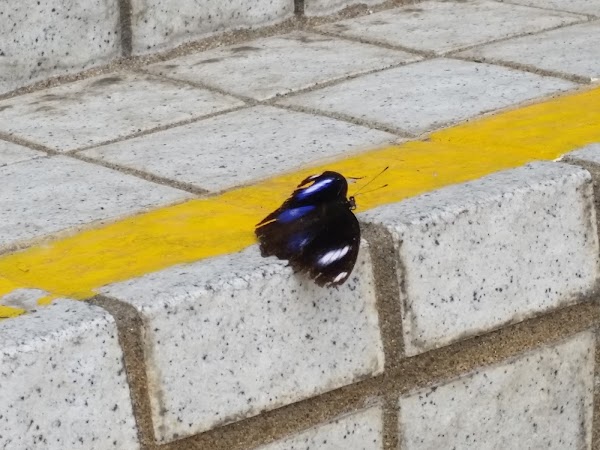 見下文
