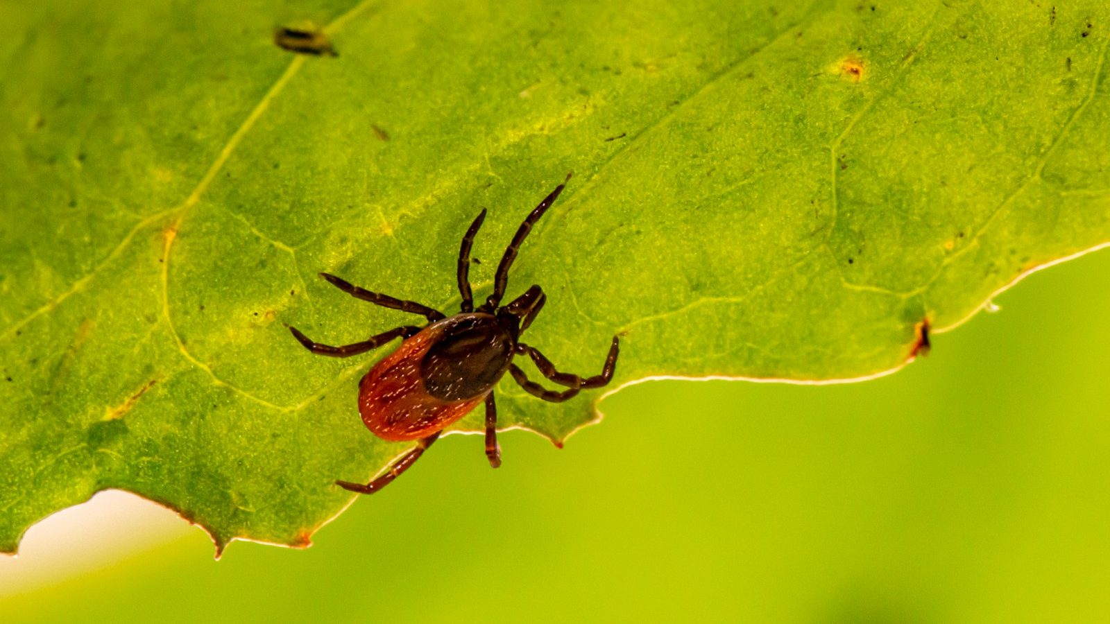 brown spider on green leaf