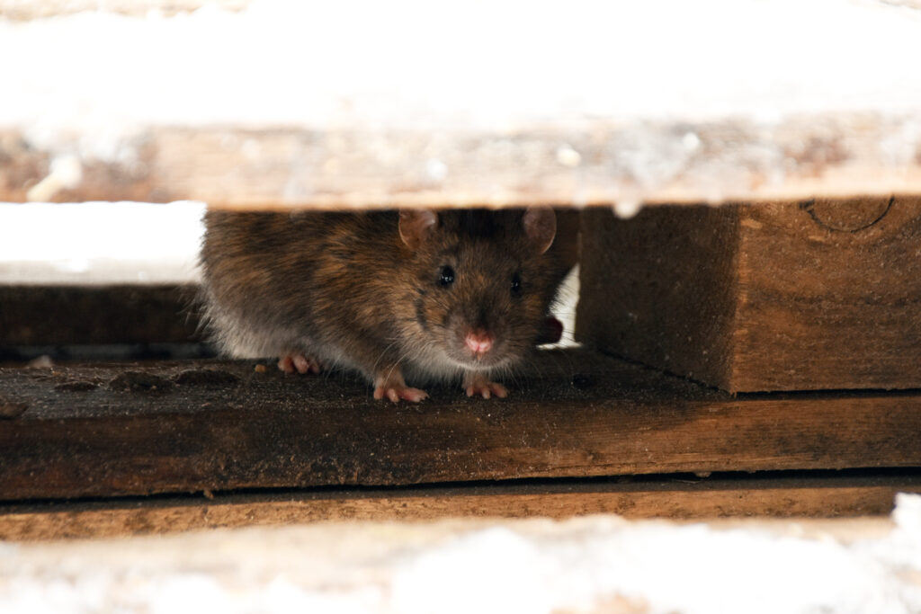 Rodent