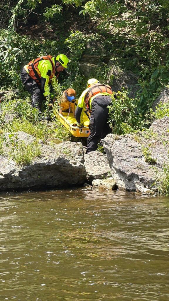 Dog being rescued