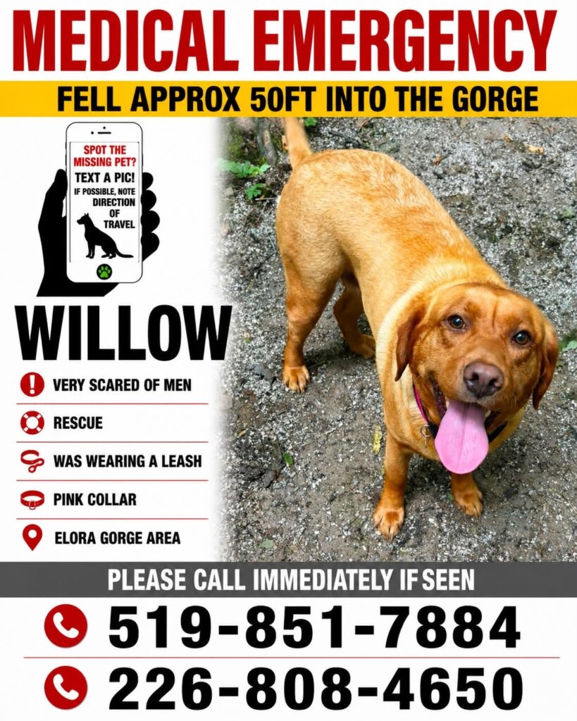 Missing poster for Willow the dog